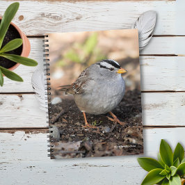 Caderno Espiral Chubby White-Crowned Sparrow no Sol de inverno