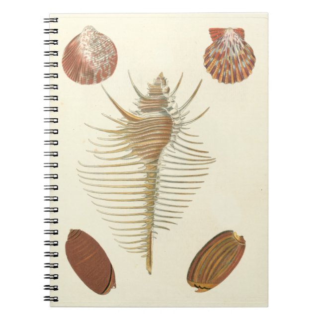 Caderno Espiral Cinco de uma espécie de concha (Frente)