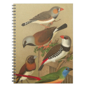 Caderno Espiral Cinco Pássaros Pet Coloridos Empoleirados em um R