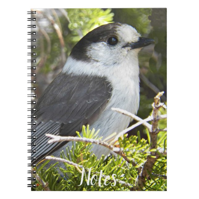 Caderno Espiral Cinza e White Canada Jay Photo (Frente)