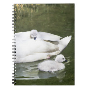 Caderno Espiral Cisne de pescoço preto adulto e filhotes na água.