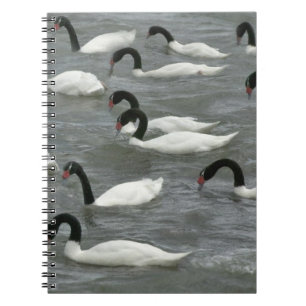 Caderno Espiral Cisnes de pescoço preto (Cygnus melancoryphus)