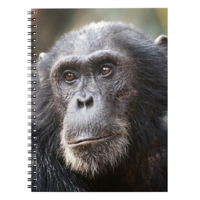 Caderno Espiral Close-up de chimpanzé macho (Frente)