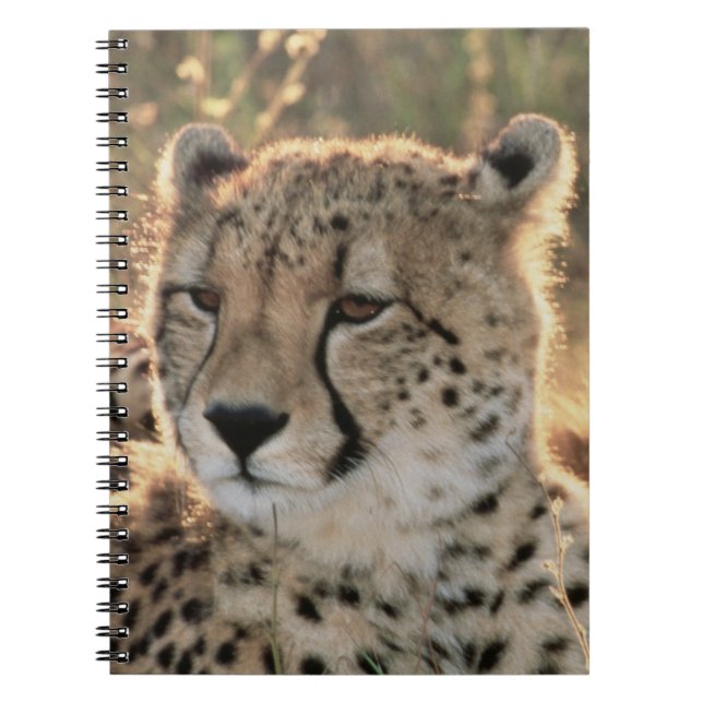 Caderno Espiral Close-up de Guepardos (Frente)
