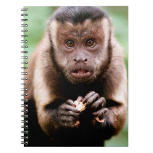 Caderno Espiral Close-up de um macaco capuchinho de cabeça preta