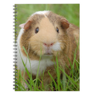 Caderno Espiral Cobaia Tricolor bonito na grama verde