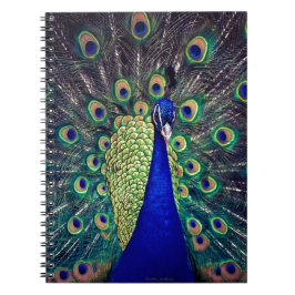 Caderno Espiral Cobalto Blue Peacock