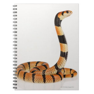 Caderno Espiral Cobra coral africano (lubricus do Aspidelaps)