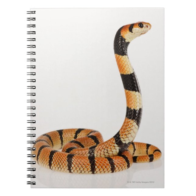 Caderno Espiral Cobra de coral africano (Aspidelaps lubricus) (Frente)