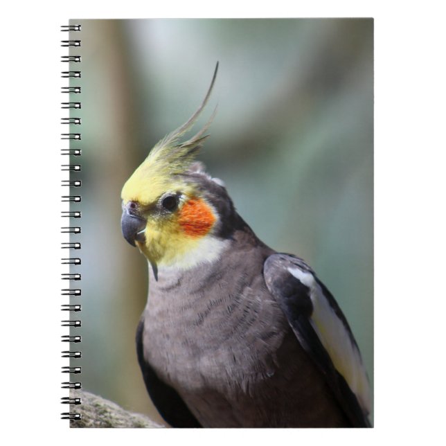 Caderno Espiral Cockatiel (Frente)
