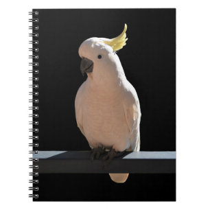 Caderno Espiral Cockatoo em apartamentos de relógio de sol Notebo