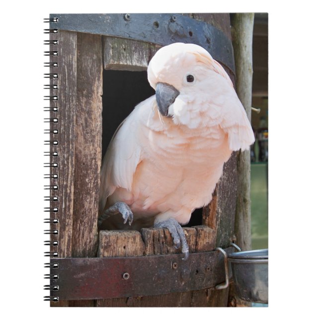 Caderno Espiral Cockatoo Molucano (Frente)