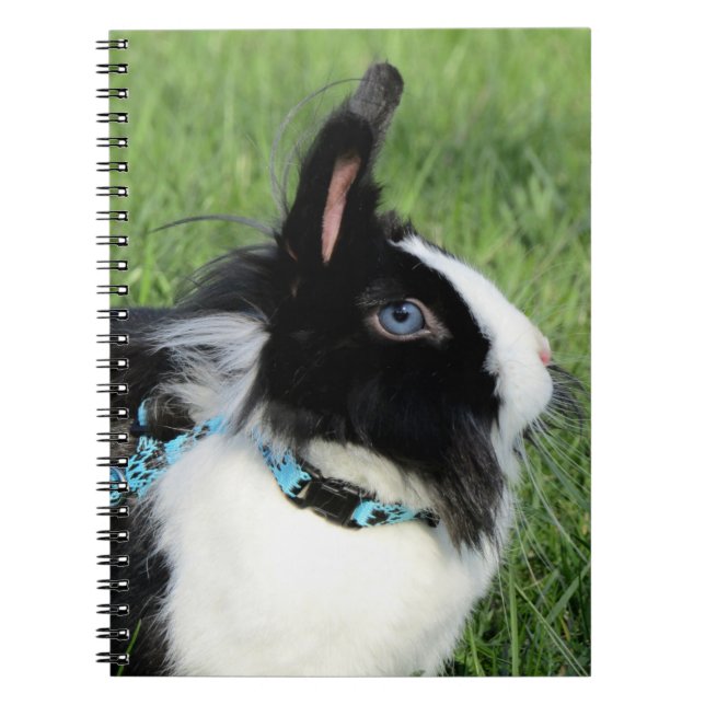 Caderno Espiral Coelho de Lionhead Branco e Preto Fluffy (Frente)