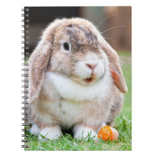 Caderno Espiral Coelho-de-orelha-branca