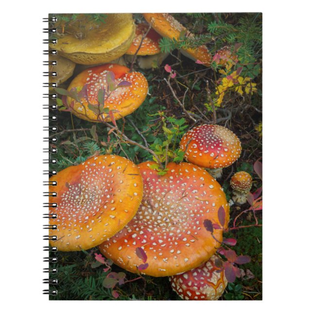 Caderno Espiral Cogumelos agáricos-voadores no Lago Mowich (Frente)