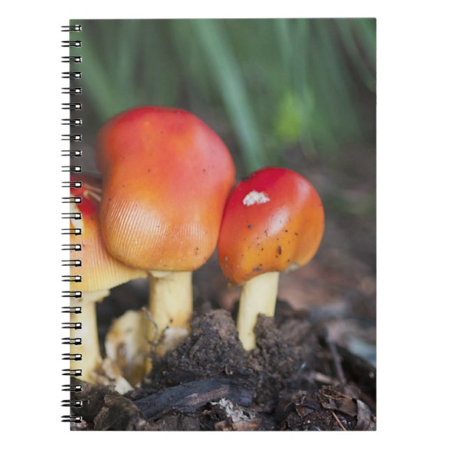 Caderno Espiral Cogumelos da família Amanita (Frente)