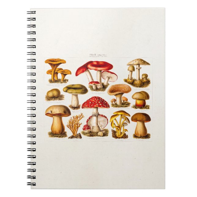Caderno Espiral Cogumelos do vermelho da variedade do cogumelo dos (Frente)