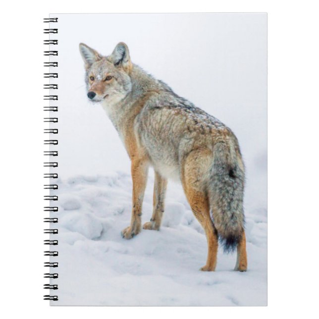 Caderno Espiral Coió alerta na neve (Frente)