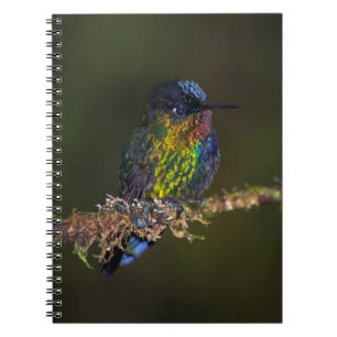 Caderno Espiral Colibri