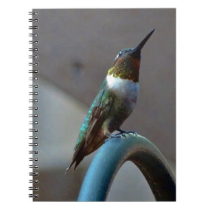 Caderno Espiral Colibri pequeno do rubi verde