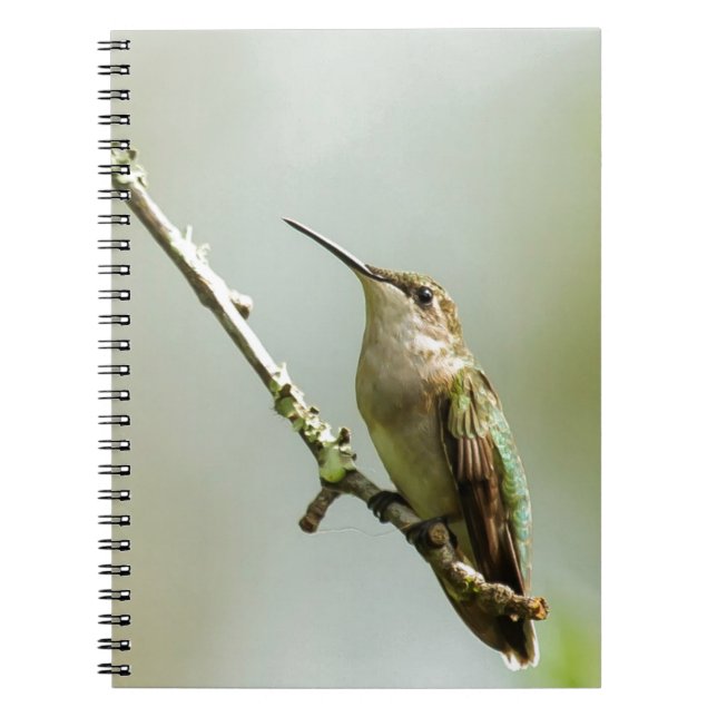 Caderno Espiral Colibri Rubi-throated fêmea (Frente)