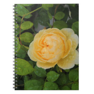 Caderno Espiral Colírio na Rosa Amarela