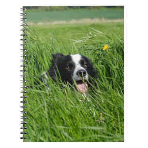 Caderno Espiral Collie Preta e Branca na Grama