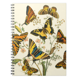 Caderno Espiral Coloração das Borboletas e das lagartas