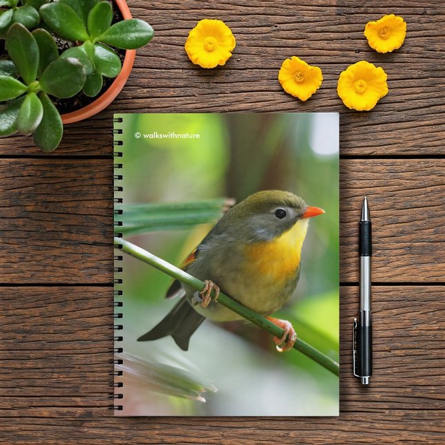 Caderno Espiral Colorida Leiothrix / Pekin Robin Songbird (Colorful Leiothrix Pekin Robin on the Branch Journal Cover Photo)
