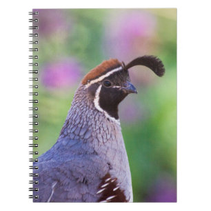 Caderno Espiral Colorida Quail