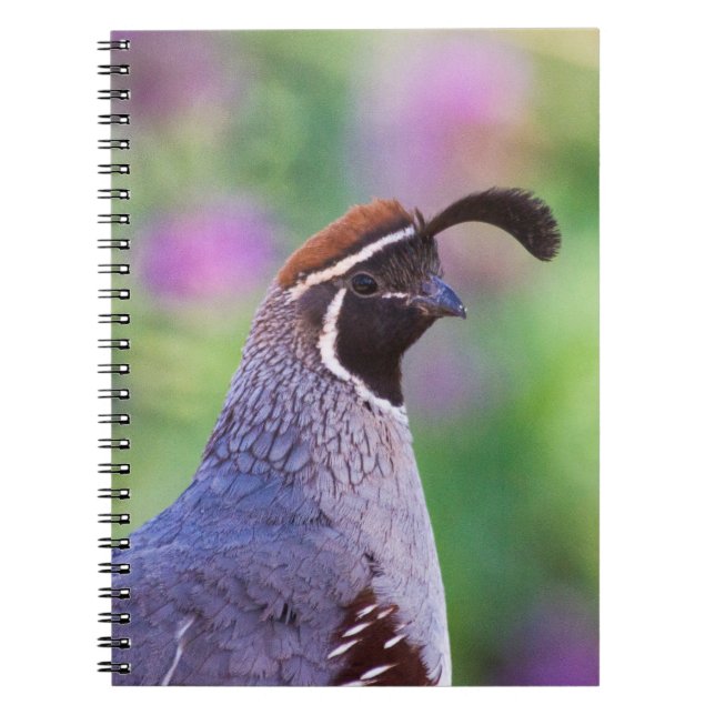 Caderno Espiral Colorida Quail (Frente)