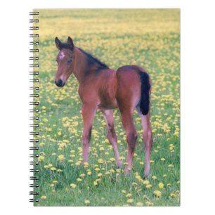 Caderno Espiral Colt no Campo de Dandelion