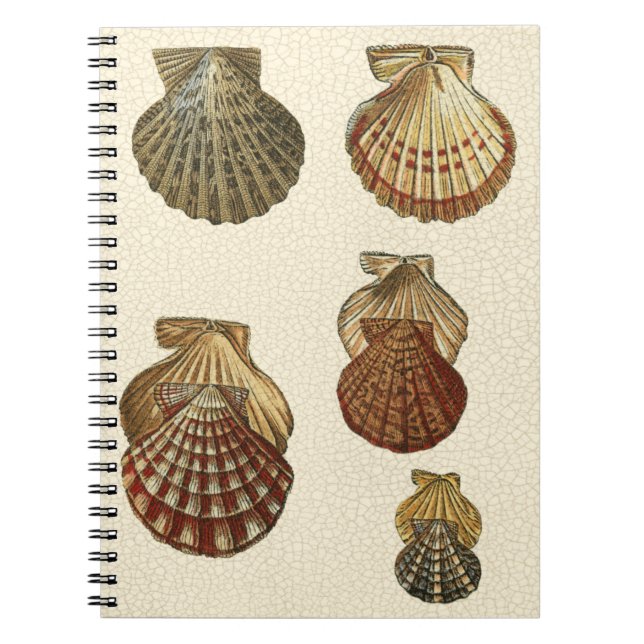 Caderno Espiral Conchas Antigas Raspadas (Frente)