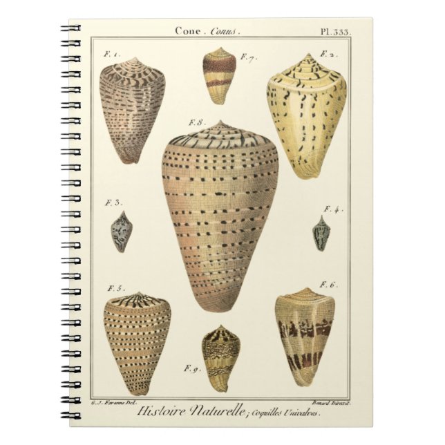 Caderno Espiral Conchas Vintage Cone (Frente)