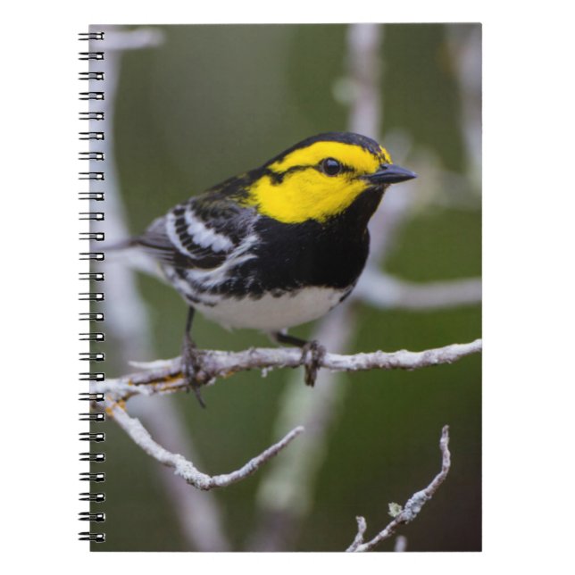 Caderno Espiral Condado de Kinney, Texas. Warbler de ouro (Frente)