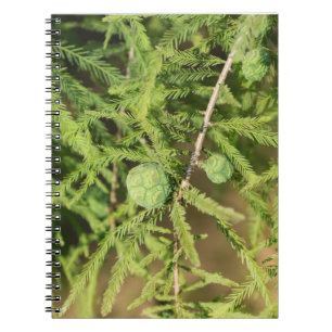 Caderno Espiral Cone de Semente de Ciprima Cálida
