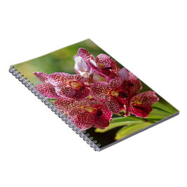 Caderno Espiral Conjunto tropical da orquídea de Vanda