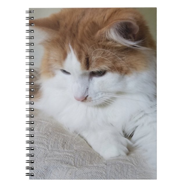 Caderno Espiral Contemplação do Gatinho (Rico Felino): Foto Cat (Frente)