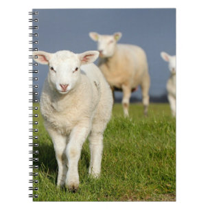 Caderno Espiral Cordeiro curioso