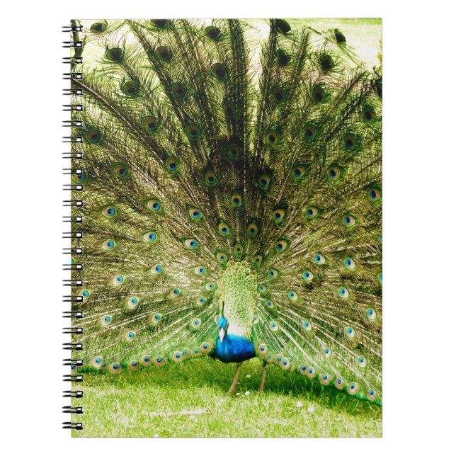 Caderno Espiral Cores de Exibição de Peacock (Frente)