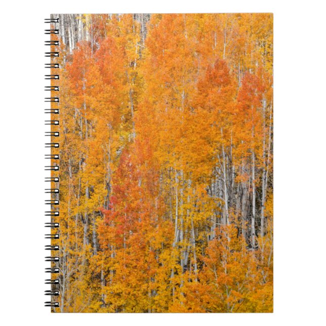 Caderno Espiral Cores de outono em Aspen Groves (Frente)