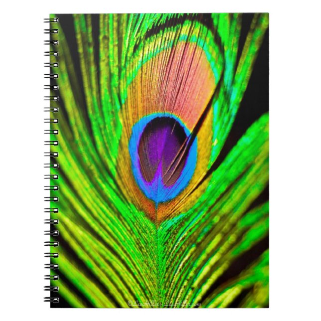 Caderno Espiral Cores Neon Pena de Pavão (Frente)