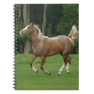 Caderno Espiral Corredor do cavalo do Appaloosa