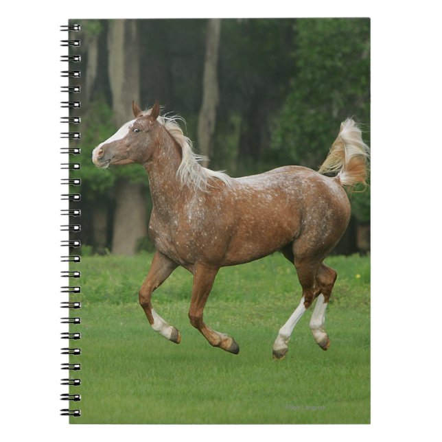 Caderno Espiral Corredor do cavalo do Appaloosa (Frente)