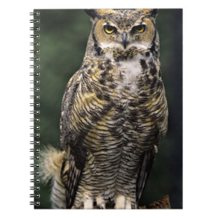 Caderno Espiral Coruja-americana (Bubo virginianus), corpo inteiro