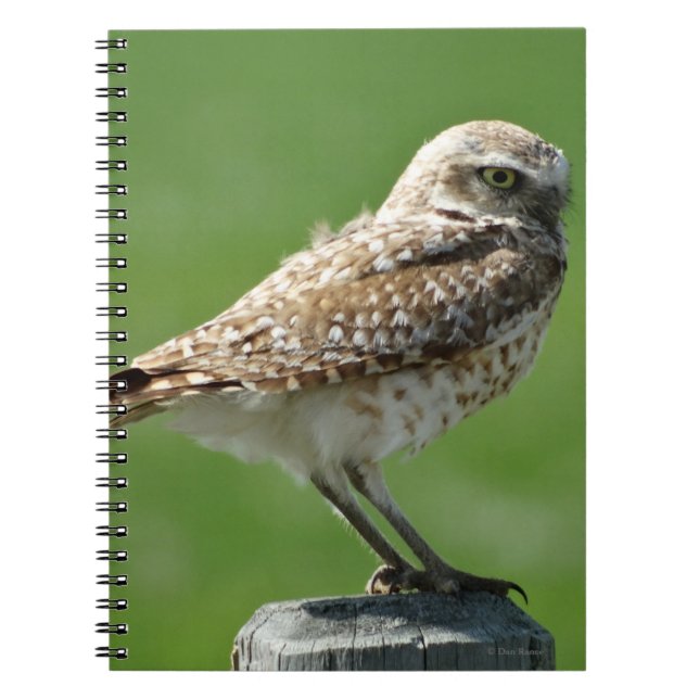 Caderno Espiral Coruja-buraqueira B56 (Frente)