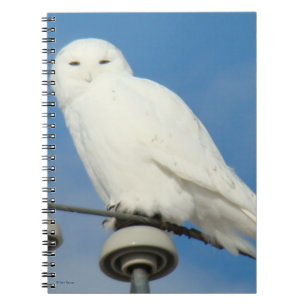 Caderno Espiral Coruja das Neves B50