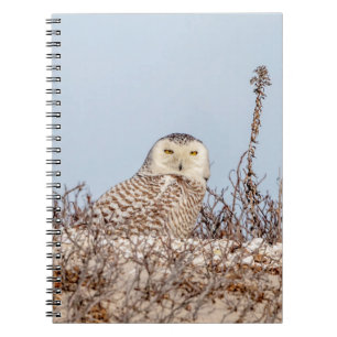 Caderno Espiral Coruja de neve sentada na praia