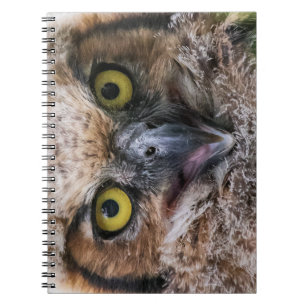 Caderno Espiral Coruja excelente