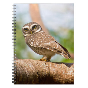 Caderno Espiral Coruja manchada no vôo da manhã